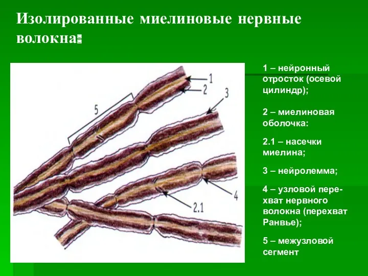 Изолированные миелиновые нервные волокна: 1 – нейронный отросток (осевой цилиндр); 2 – миелиновая