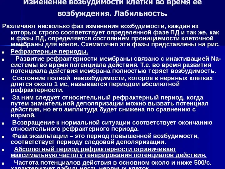 Изменение возбудимости клетки во время ее возбуждения. Лабильность. Различают несколько