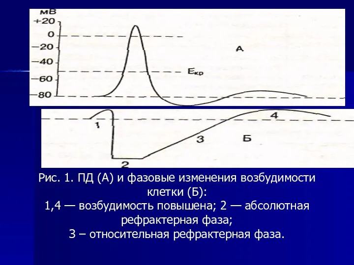 Рис. 1. ПД (А) и фазовые изменения возбудимости клетки (Б):