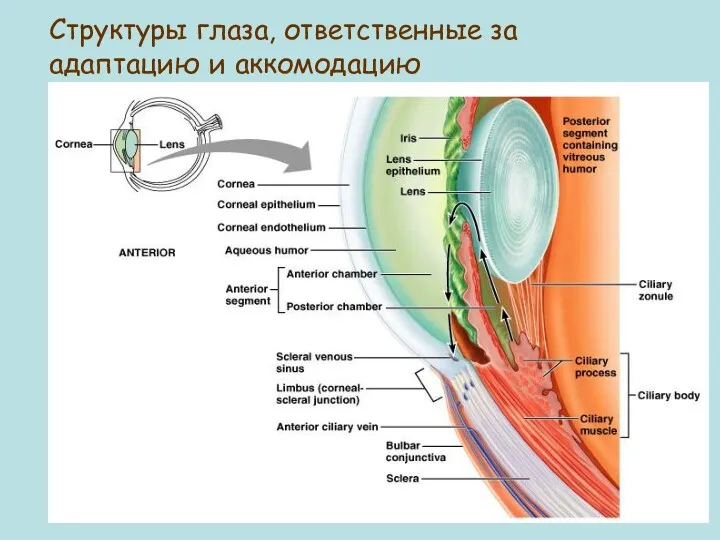 Figure 16.8 Структуры глаза, ответственные за адаптацию и аккомодацию