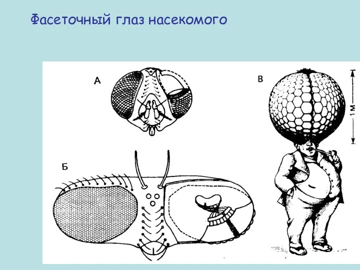 Фасеточный глаз насекомого