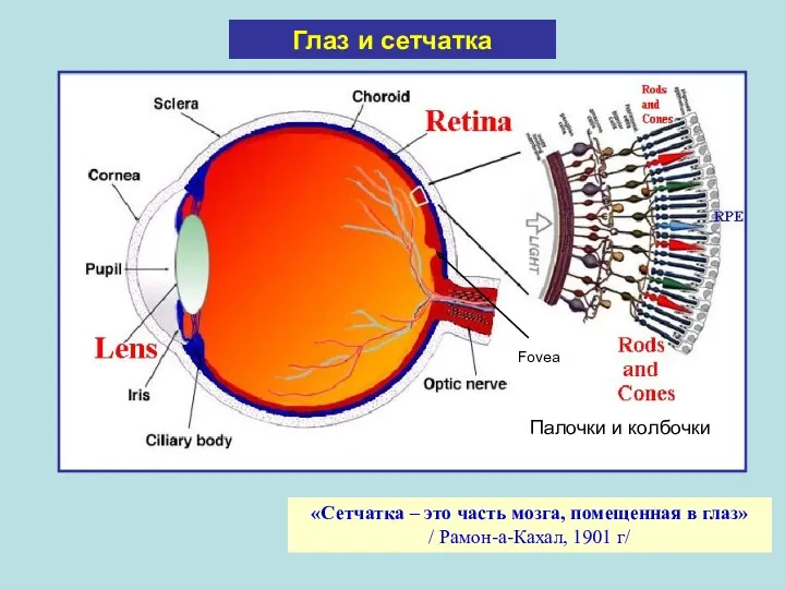 Глаз и сетчатка «Сетчатка – это часть мозга, помещенная в