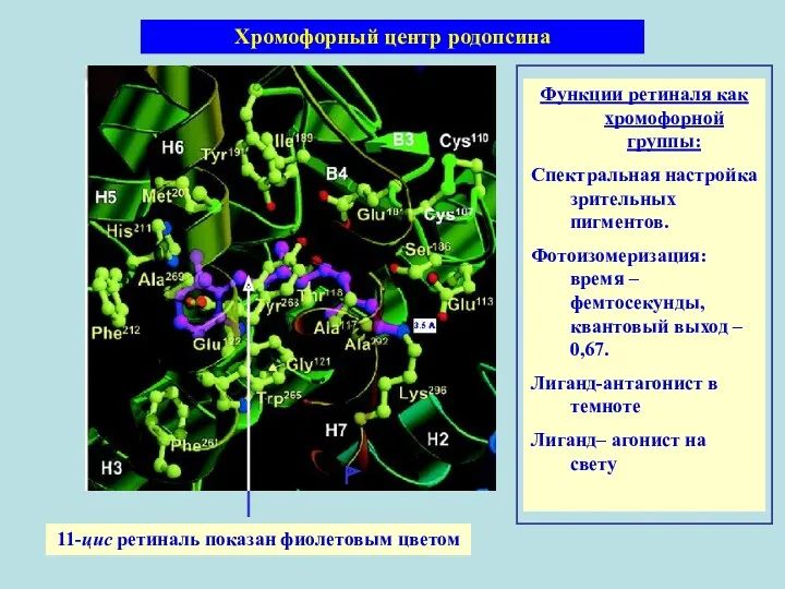 11-цис ретиналь показан фиолетовым цветом Хромофорный центр родопсина Функции ретиналя