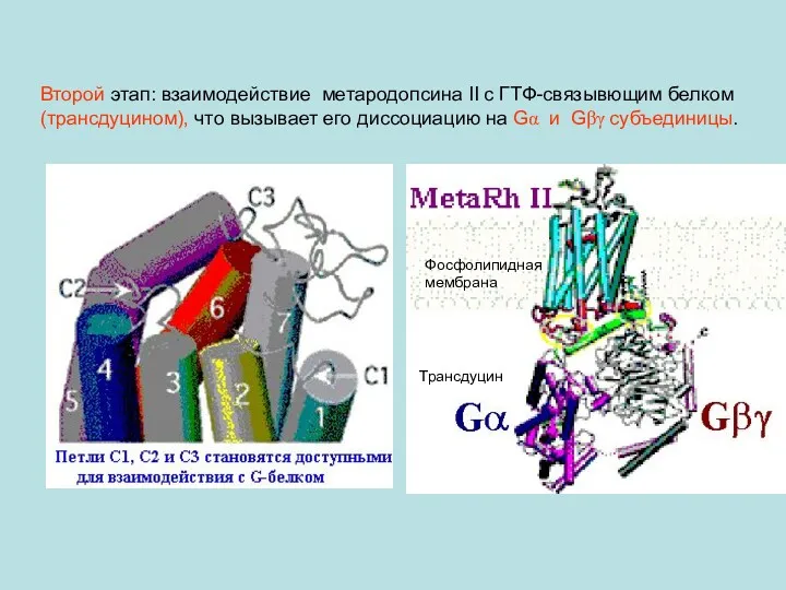 Второй этап: взаимодействие метародопсина II с ГТФ-связывющим белком (трансдуцином), что