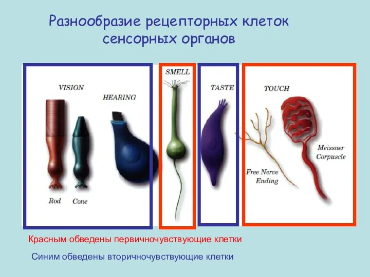 Разнообразие рецепторных клеток сенсорных органов Красным обведены первичночувствующие клетки Синим обведены вторичночувствующие клетки