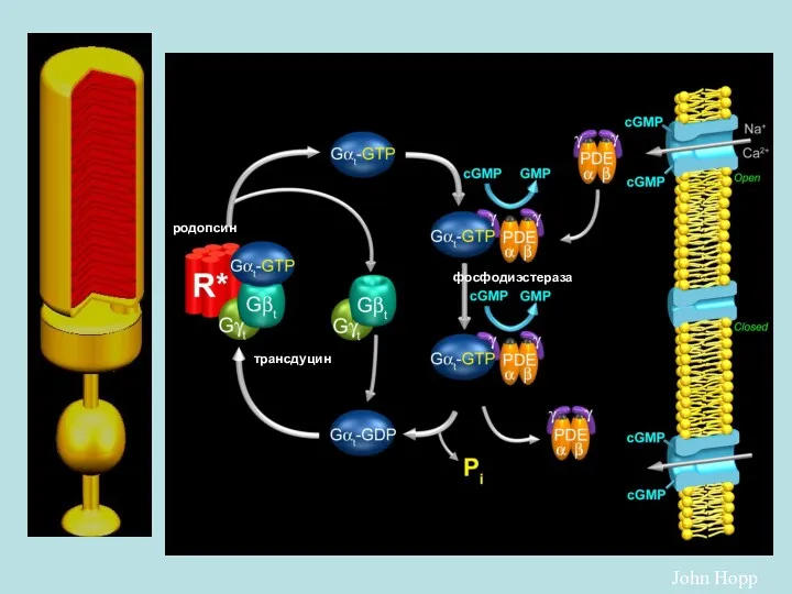 John Hopp родопсин трансдуцин фосфодиэстераза