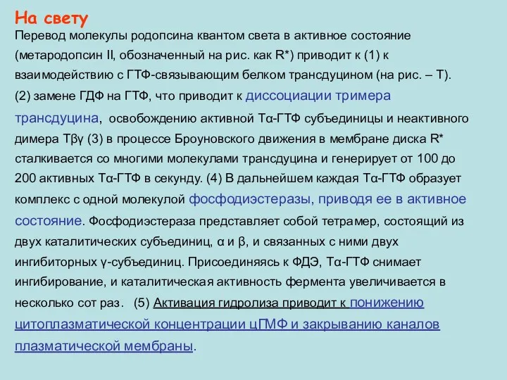 На свету Перевод молекулы родопсина квантом света в активное состояние