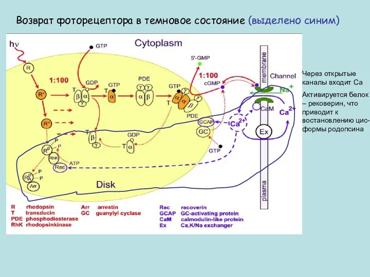 Возврат фоторецептора в темновое состояние (выделено синим) Через открытые каналы