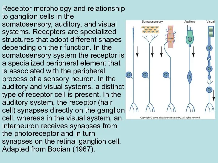 Receptor morphology and relationship to ganglion cells in the somatosensory,