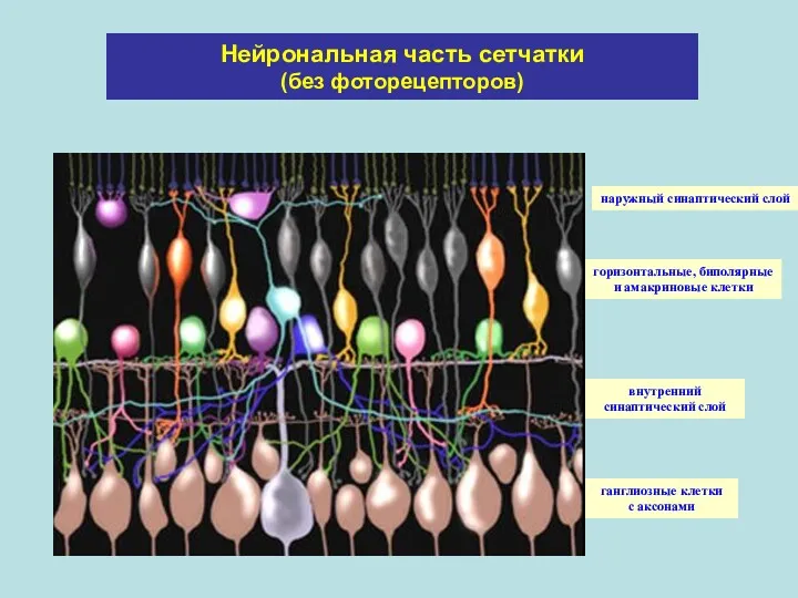 Нейрональная часть сетчатки (без фоторецепторов) наружный синаптический слой горизонтальные, биполярные