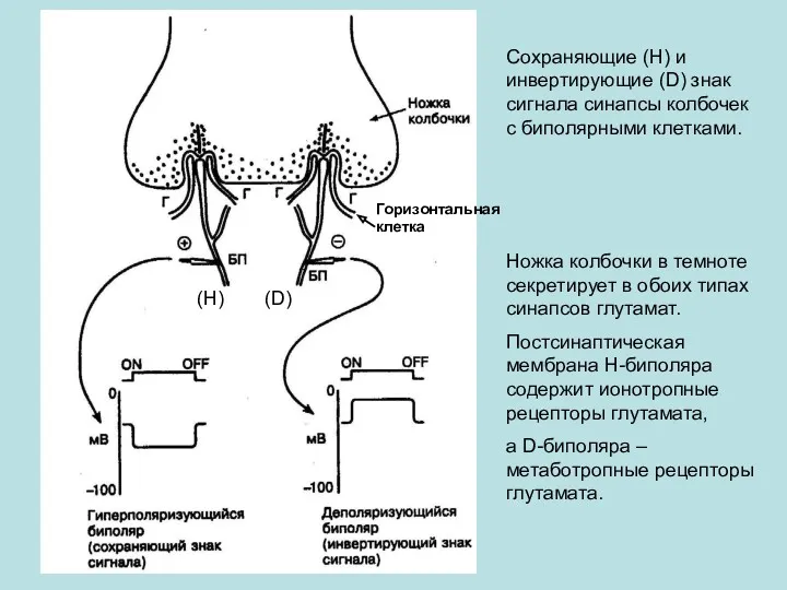 Сохраняющие (Н) и инвертирующие (D) знак сигнала синапсы колбочек с