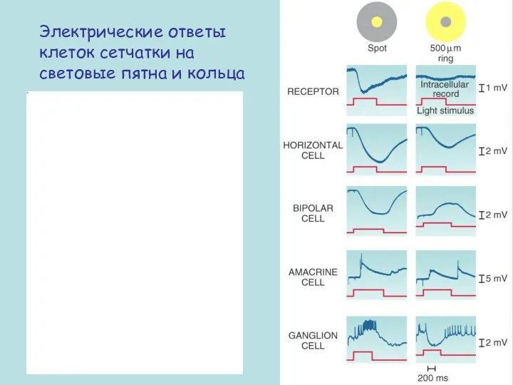 Электрические ответы клеток сетчатки на световые пятна и кольца