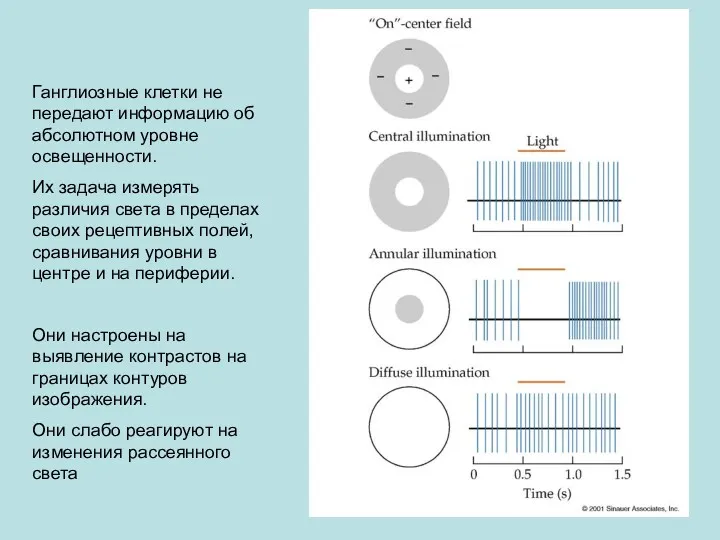 Ганглиозные клетки не передают информацию об абсолютном уровне освещенности. Их