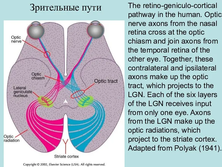 The retino-geniculo-cortical pathway in the human. Optic nerve axons from