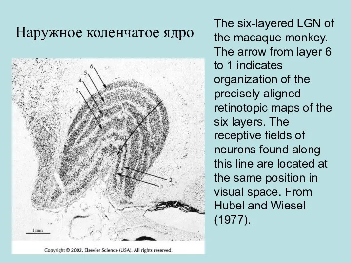 The six-layered LGN of the macaque monkey. The arrow from