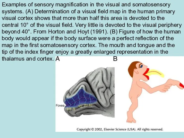 Examples of sensory magnification in the visual and somatosensory systems.