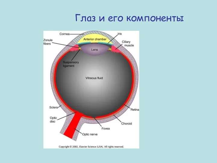 Глаз и его компоненты