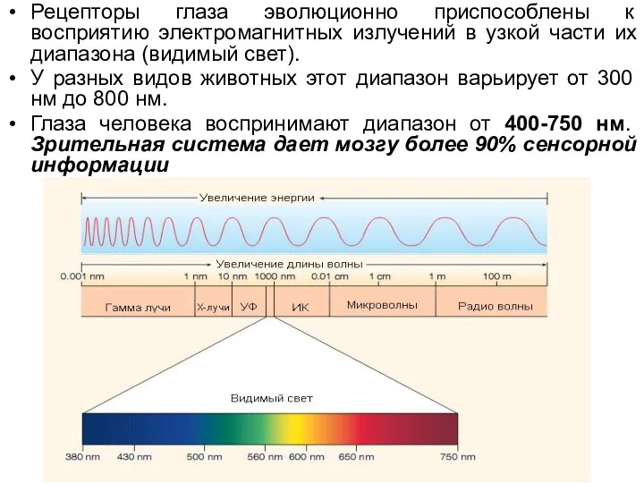 Рецепторы глаза эволюционно приспособлены к восприятию электромагнитных излучений в узкой