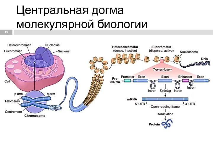 Центральная догма молекулярной биологии