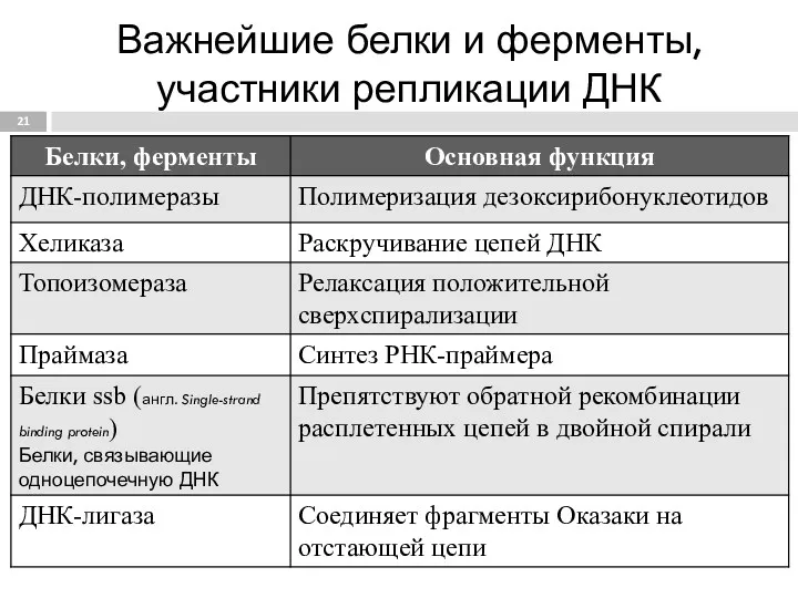 Важнейшие белки и ферменты, участники репликации ДНК