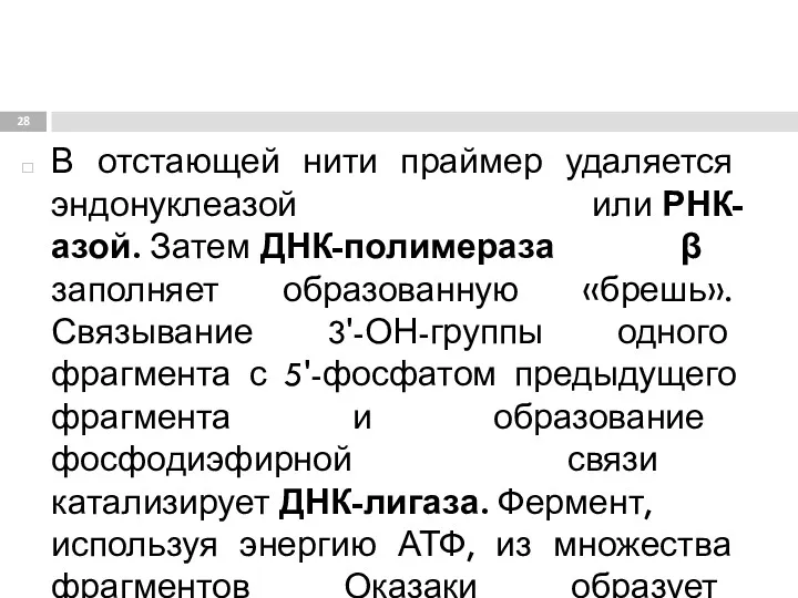 В отстающей нити праймер удаляется эндонуклеазой или РНК-азой. Затем ДНК-полимераза