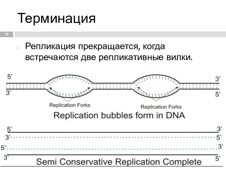 Терминация Репликация прекращается, когда встречаются две репликативные вилки.