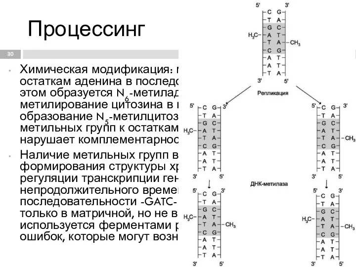 Процессинг Химическая модификация: метилирование цепей по остаткам аденина в последовательности