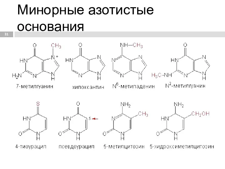 Минорные азотистые основания