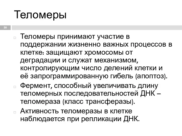 Теломеры Теломеры принимают участие в поддержании жизненно важных процессов в