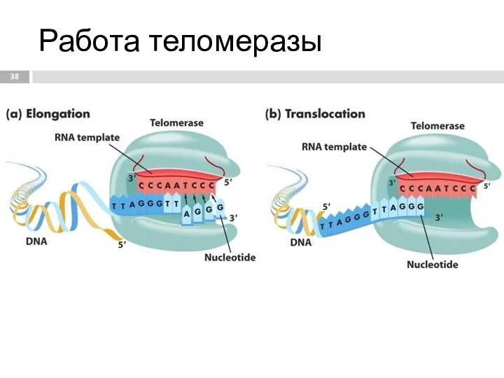 Работа теломеразы