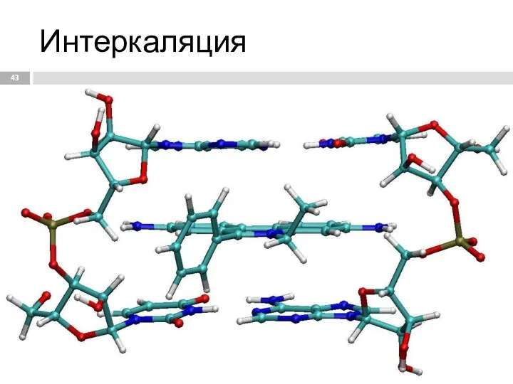 Интеркаляция Молекула бромистого этидия интеркалирует между адениловыми основаниями ДНК дуплекса.