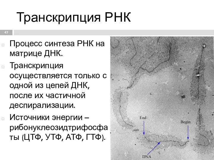 Транскрипция РНК Процесс синтеза РНК на матрице ДНК. Транскрипция осуществляется