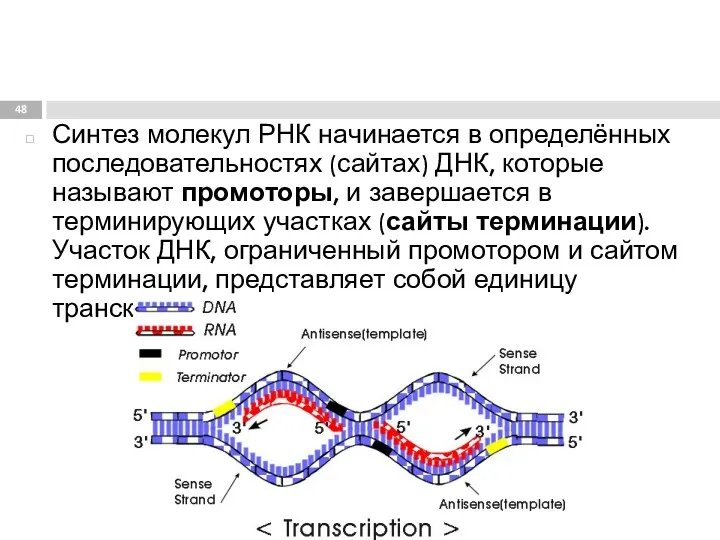 Синтез молекул РНК начинается в определённых последовательностях (сайтах) ДНК, которые