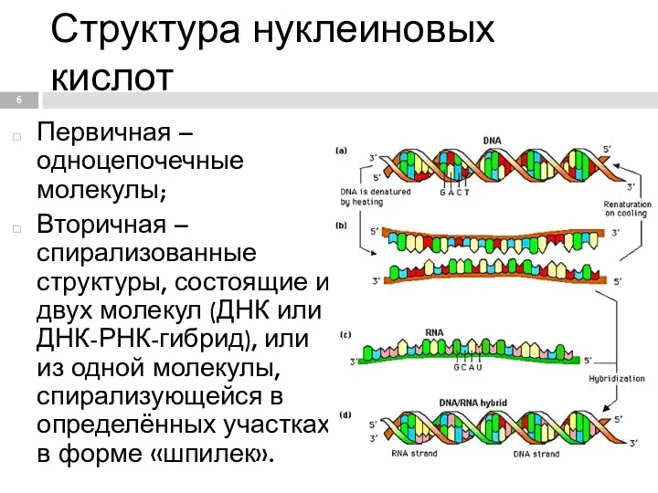 Структура нуклеиновых кислот Первичная – одноцепочечные молекулы; Вторичная – спирализованные