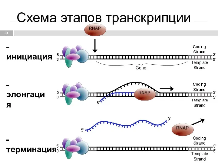 - инициация - элонгация - терминация Схема этапов транскрипции