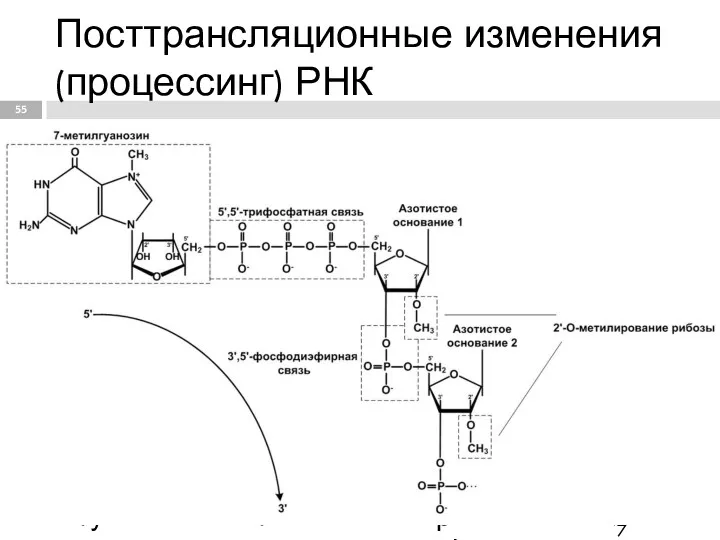 Посттрансляционные изменения (процессинг) РНК - Модификация 5'-конца начинается на стадии