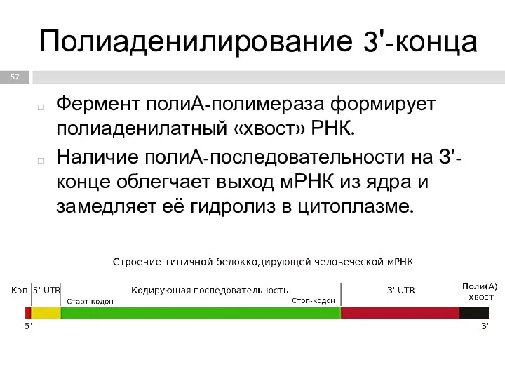 Полиаденилирование 3'-конца Фермент полиА-полимераза формирует полиаденилатный «хвост» РНК. Наличие полиА-последовательности