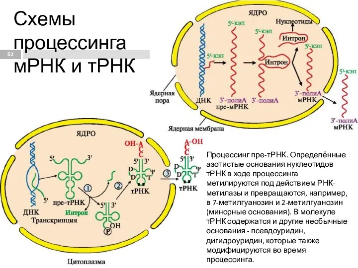 Схемы процессинга мРНК и тРНК Процессинг пре-тРНК. Определённые азотистые основания