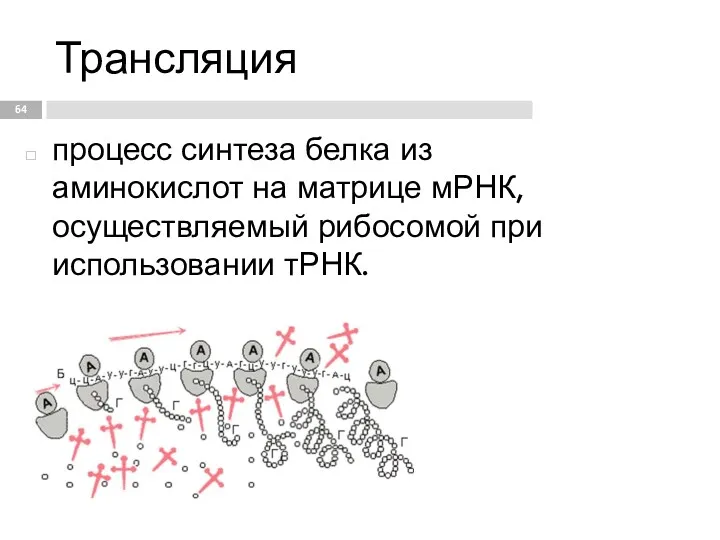 Трансляция процесс синтеза белка из аминокислот на матрице мРНК, осуществляемый рибосомой при использовании тРНК.