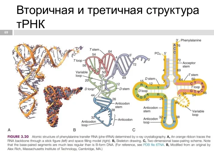 Вторичная и третичная структура тРНК