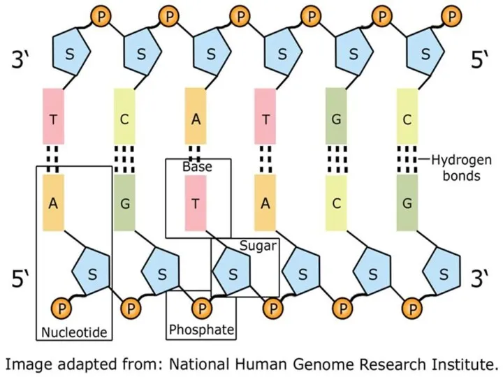Вторичная структура ДНК Макромолекулы, объединённые водородными связями между остатками азотистых