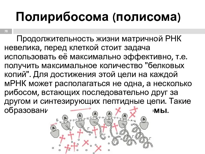 Полирибосома (полисома) Продолжительность жизни матричной РНК невелика, перед клеткой стоит