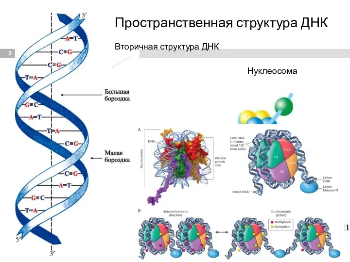 Вторичная структура ДНК Нуклеосома Пространственная структура ДНК