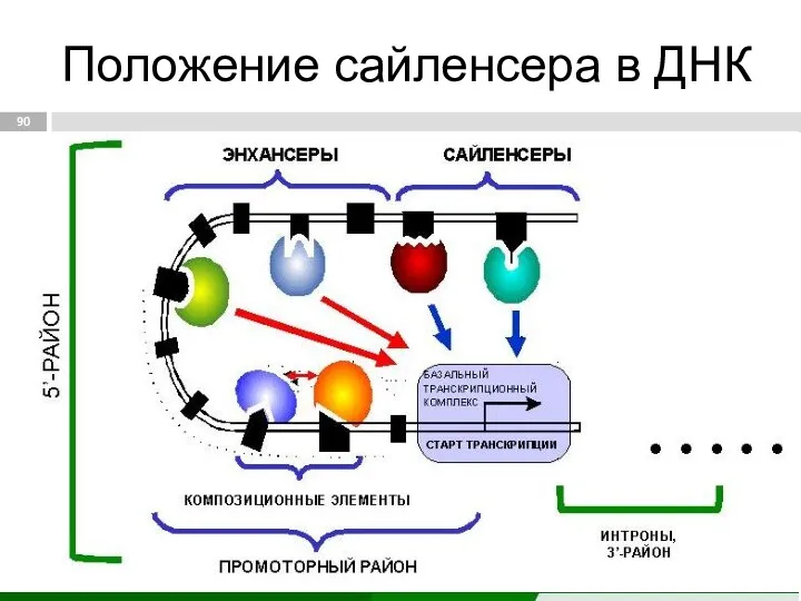 Положение сайленсера в ДНК