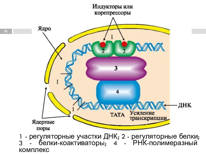1 - регуляторные участки ДНК; 2 - регуляторные белки; 3 - белки-коактиваторы; 4 - РНК-полимеразный комплекс