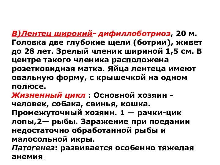 В)Лентец широкий- дифиллоботриоз, 20 м. Головка две глубокие щели (ботрии),