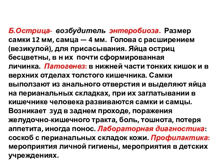 Б.Острица- возбудитель энтеробиоза. Размер самки 12 мм, самца — 4