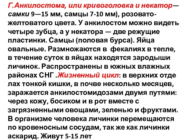 Г.Анкилостома, или кривоголовка и некатор— самки 9—15 мм, самцы 7-10