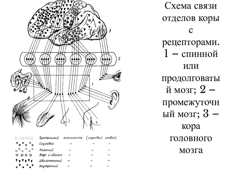 Схема связи отделов коры с рецепторами. 1 – спинной или