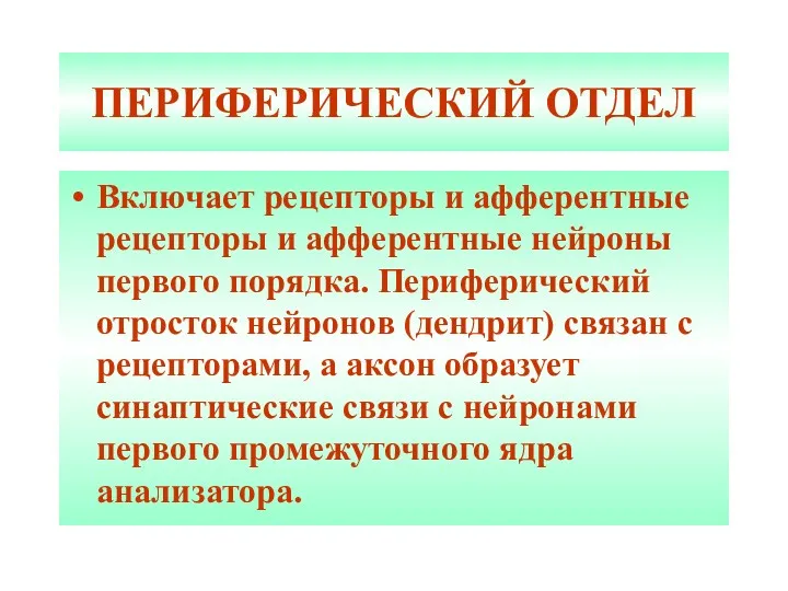 ПЕРИФЕРИЧЕСКИЙ ОТДЕЛ Включает рецепторы и афферентные рецепторы и афферентные нейроны